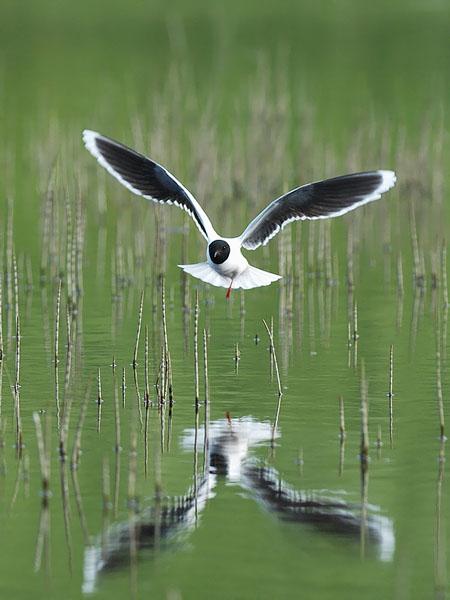 Pikkulokki, Little Gull, Hydrocoloeus minutus